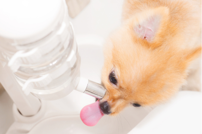 獣医師監修 犬の多飲 多尿は病気のサイン 考えられる病気とは アクサダイレクト