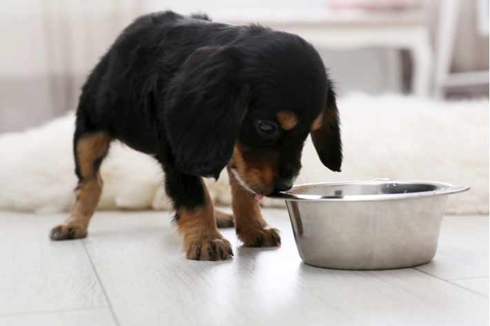 獣医師監修 犬の多飲 多尿は病気のサイン 考えられる病気とは