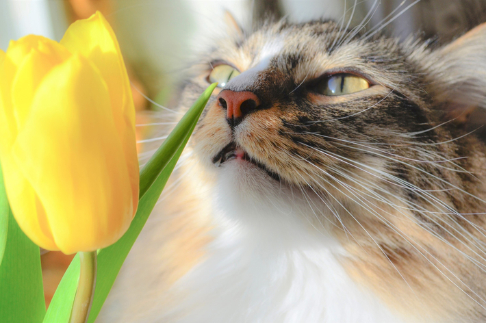 獣医師監修 猫にとって危険 安心な観葉植物