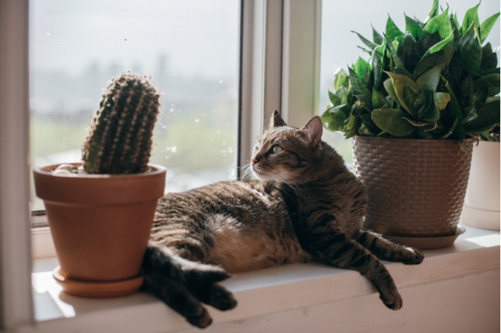 獣医師監修 猫にとって危険 安心な観葉植物
