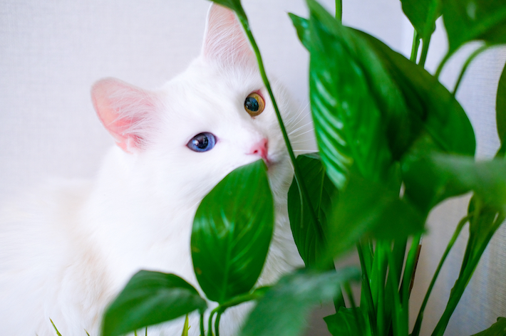獣医師監修 猫にとって危険 安心な観葉植物 アクサダイレクト