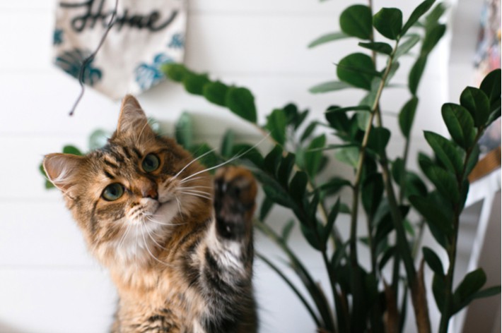 獣医師監修 猫にとって危険 安心な観葉植物 アクサダイレクト