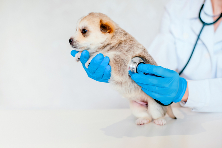 獣医師監修 子犬に起きやすい吐き気 嘔吐 吐出 の原因と対処法