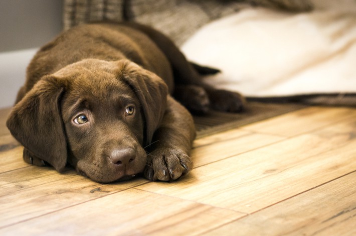 獣医師監修 子犬に起きやすい吐き気 嘔吐 吐出 の原因と対処法 アクサダイレクト