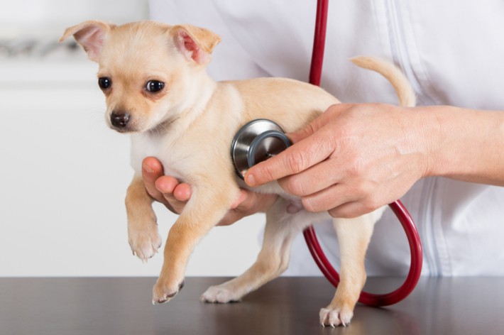獣医師監修 犬の健康診断 何歳から受ける 検査内容 費用を解説