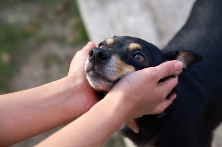 獣医師監修 犬の歯周病対策 歯石 歯垢の取り方と予防方法を紹介
