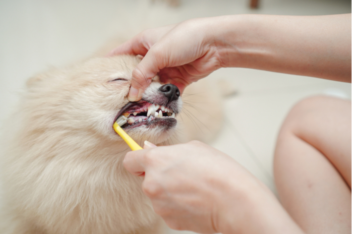 獣医師監修 犬の歯周病対策 歯石 歯垢の取り方と予防方法を紹介 アクサダイレクト
