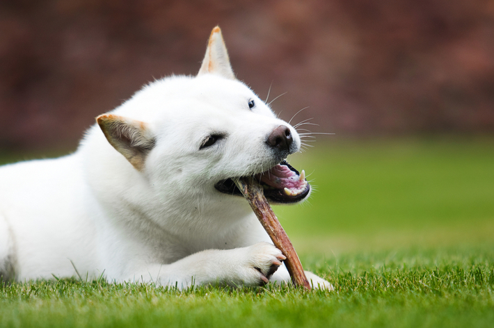 獣医師監修 犬の歯周病対策 歯石 歯垢の取り方と予防方法を紹介