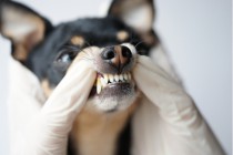 【獣医師監修】犬の歯周病対策｜歯石・歯垢の取り方と予防方法を紹介