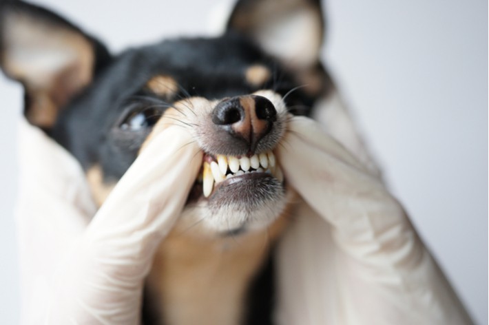 獣医師監修 犬の歯周病対策 歯石 歯垢の取り方