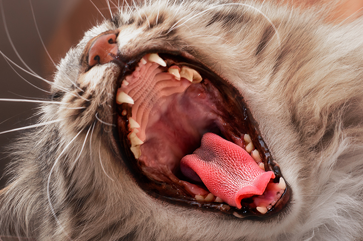 獣医師監修】猫は虫歯になるの？実は治療費が高額な歯周病｜アクサ 