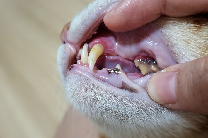 獣医師監修 猫は虫歯になるの 実は治療費が高額な歯周病