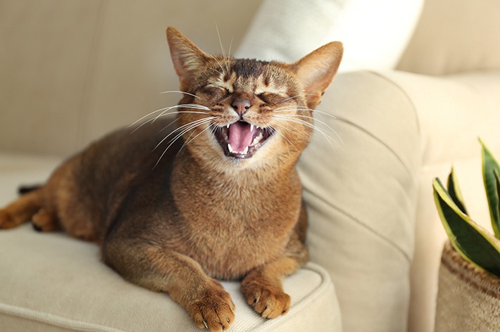 獣医師監修 猫は虫歯になるの 実は治療費が高額な歯周病 アクサダイレクト
