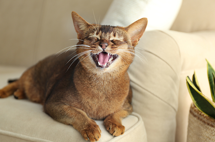 獣医師監修 猫は虫歯になるの 実は治療費が高額な歯周病
