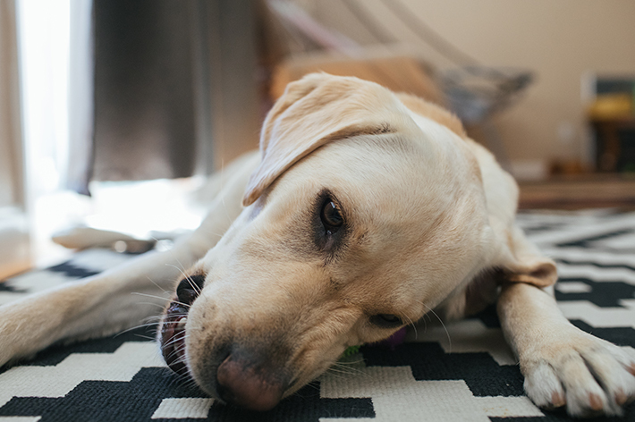 獣医師監修 犬の骨折 症状や応急処置 治療費について徹底解説