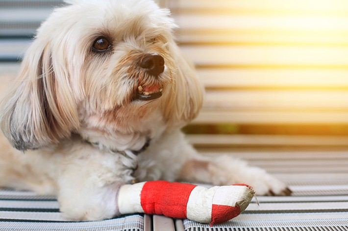 獣医師監修 犬の骨折 症状や応急処置 治療費について徹底解説 アクサダイレクト