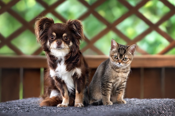 ペット保険は何歳までに加入が必要 犬 猫 請求件数の