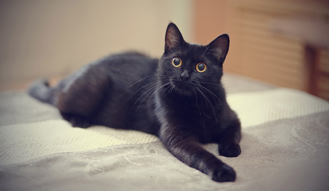 21年最新 猫の名前ランキング発表 名付けのポイントも解説 アクサダイレクト