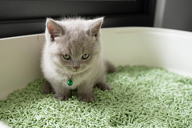 獣医師監修 猫が下痢でつらそう 下痢を起こす原因や対処法を解説