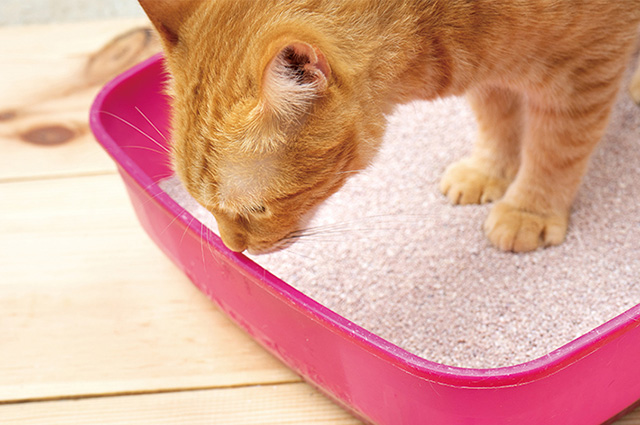 獣医師監修 猫が下痢でつらそう 下痢を起こす原因や対処法を解説 アクサダイレクト
