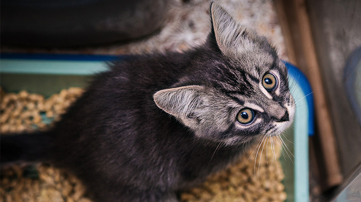 獣医師監修 猫が下痢でつらそう 下痢を起こす原因や対処法
