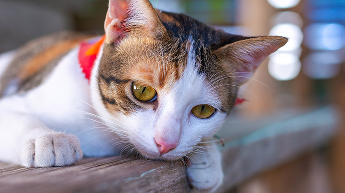 獣医師監修 猫のリンパ腫 発症しやすい猫 症状や原因 予防法とは アクサダイレクト