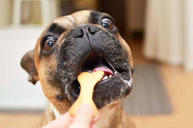 愛犬の口からウンチのニオイ 犬がウンチを食べる 食糞 の理由とやめさせ方 アクサダイレクト