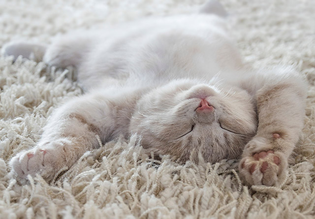 猫は何時間寝る 寝姿でわかる安心度と 快適なベッドの選び方 アクサダイレクト