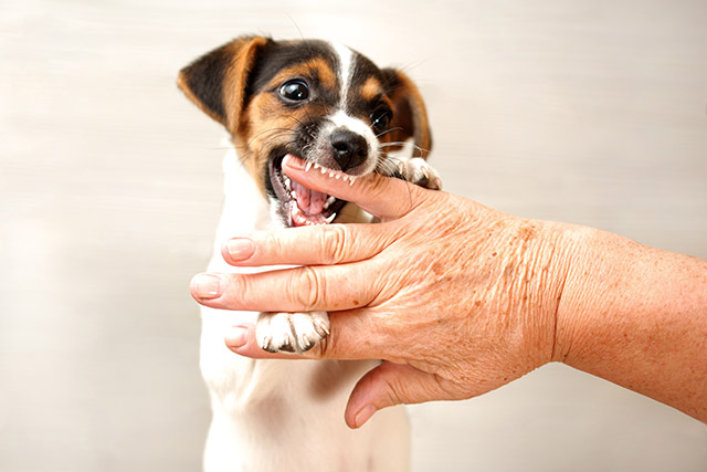 犬が甘噛みをする理由は 直すための環境作りとトレーニング方法