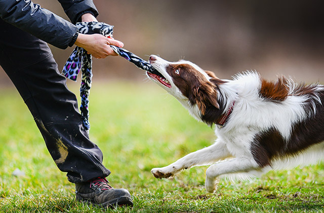 犬が甘噛みをする理由は 直すための環境作りとトレーニング方法 アクサダイレクト
