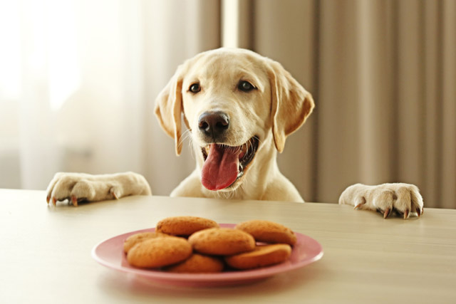 愛犬にとって危険かも 押さえておきたい 与えてはダメな食べ物 よい食べ物 アクサダイレクト